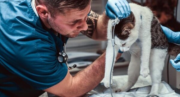 top 10 best veterinary clinics in the UK