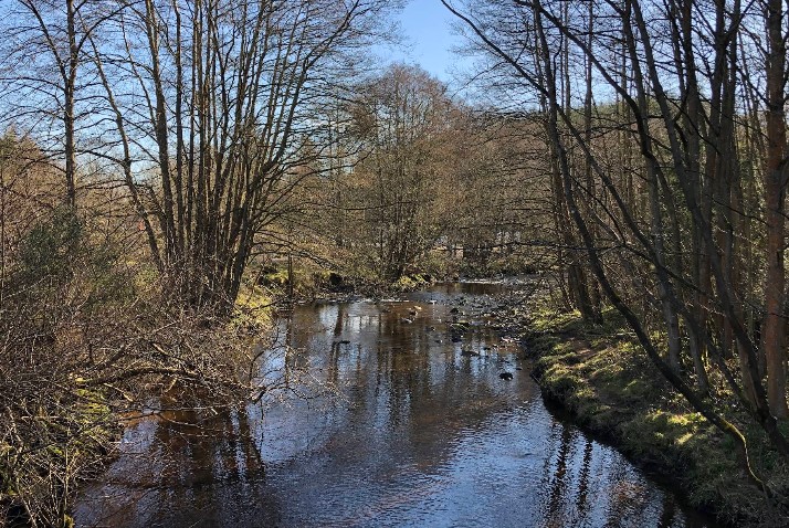 Hamsterley Forests in the UK