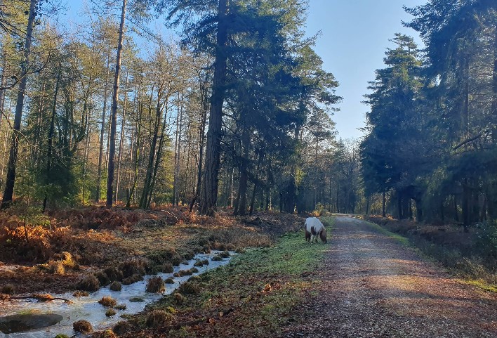 New Forest