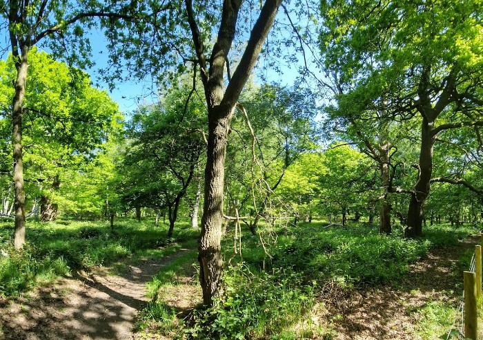 Sherwood Forest National Nature Reserve
