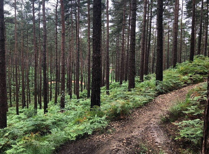 Swinley Forest forests in the UK