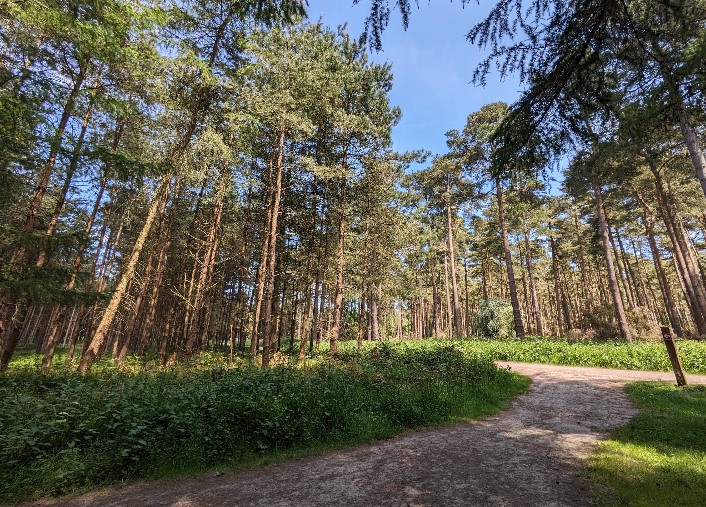 Thetford Forest forests in the UK