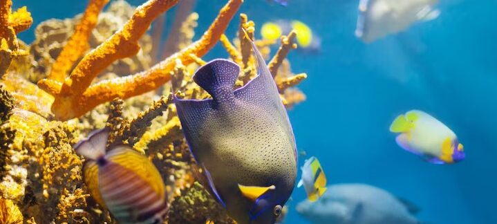 Top 10 best aquariums in the UK