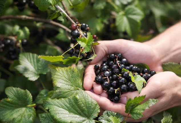 Blackcurrants