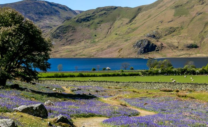 Bluebell