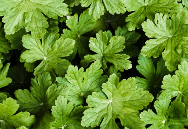Nettle natural ingredients in the UK