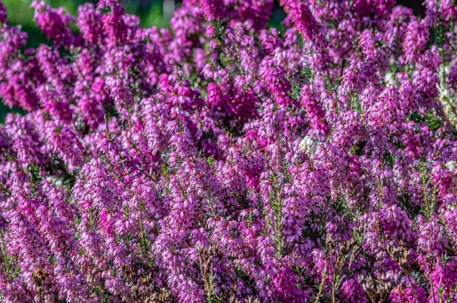 heather