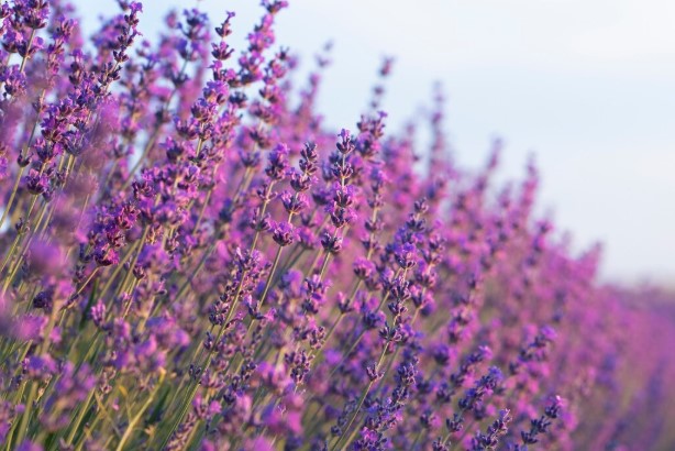 lavander
