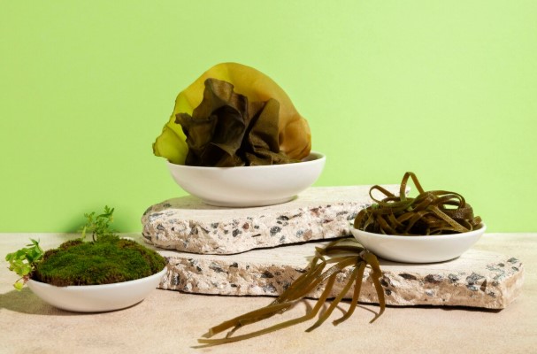 seaweed