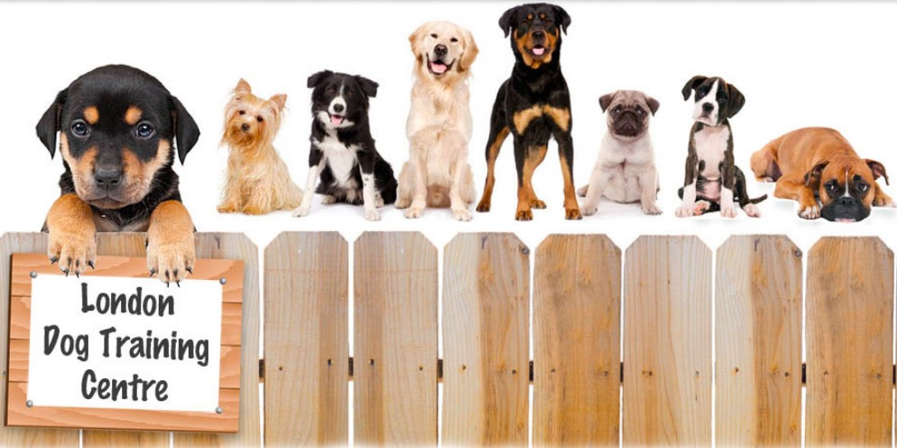 London Dog Training Centre dog training schools in the UK