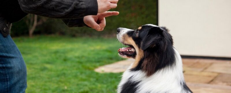 The 10 best dog training schools in UK